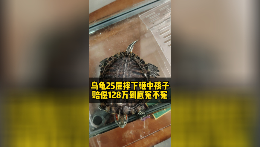 六台彩开奖特马,张百乔演脑瘫被陈凯歌认可,展开解析落实_标清版V3.28